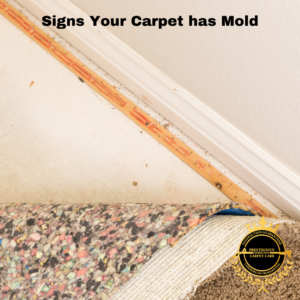 Signs Your Carpet Has Mold