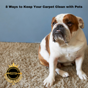 8 Ways to Keep Your Carpet Clean with Pets